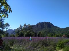 -紫颐香薰山谷景区