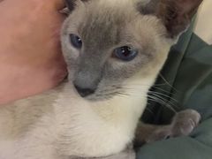 -more than meow吴止猫主题餐厅(承德 中船汇店)