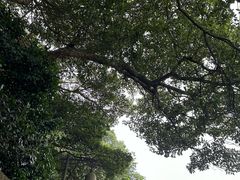 -普陀山慧济禅寺