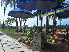 -东郊椰林