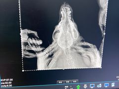 -瑞派·关忠动物医院·异宠专科·犬猫肿瘤·皮肤专科(望京店)