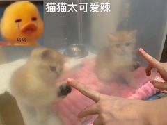 -逗柴咖啡屋·狗咖猫咖宠物桌游