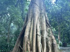 -广西壮族自治区药用植物园