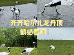 -黑龙江扎龙生态旅游区