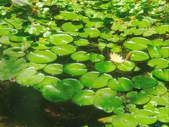 -上海滨江森林公园