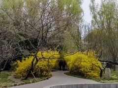 -莲花池公园