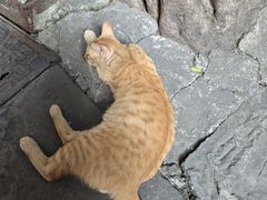 -磁器口古镇