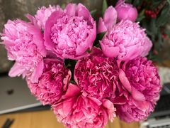 -宝鸡东道花鸟鱼虫市场(吉利花园商场店)