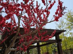 -大兴滨河森林公园