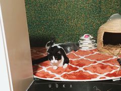 -纳吉亚猫专科动物诊疗中心(蒋宅口分院)