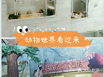 猪猪宝贝，来跟小动物一起游玩啦
