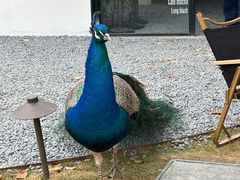 -J Create城市露营咖啡·简餐·宠物(上海动物园店)