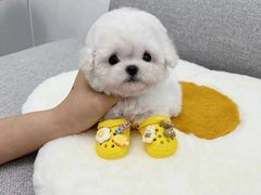 -萌宠之家·腊肠犬·马尔泰·小体犬舍
