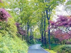 -宜兴龙背山森林公园