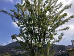 -青岛森林野生动物世界