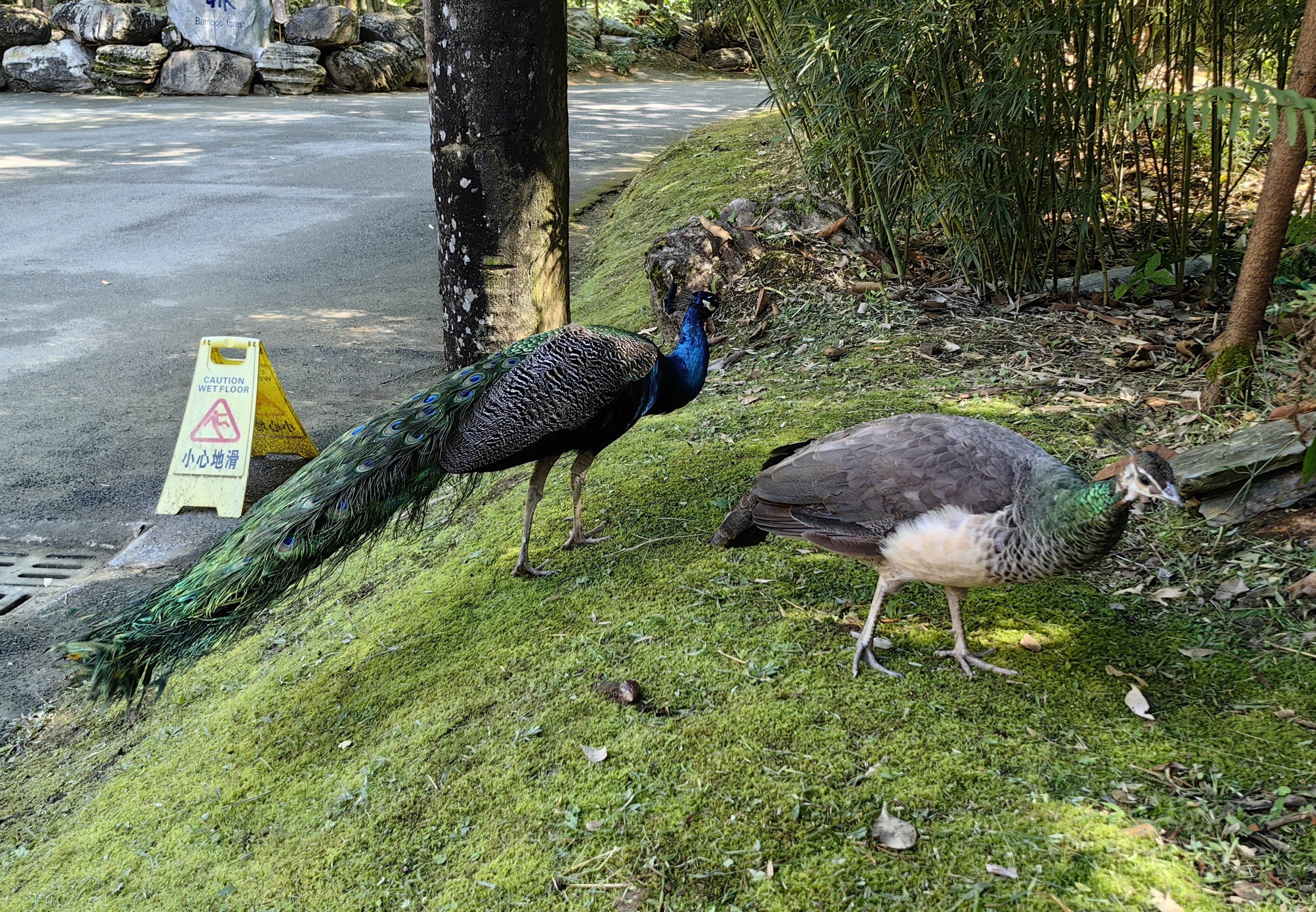 芒市的孔雀🦚很悠闲