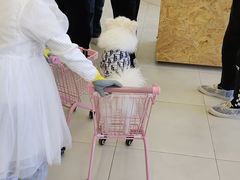 -怪兽屋·羊驼·猫咖·狗咖(俊华广场店)