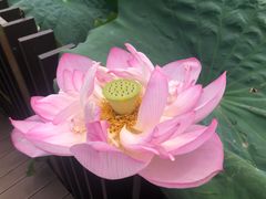 -陈家山荷花公园