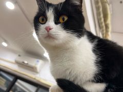 -有喵·猫咖·狗咖·30几只猫10只小狗(岗厦店)