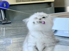 -飞行喵MR PILOT|猫舍·猫咖(静安大融城店)