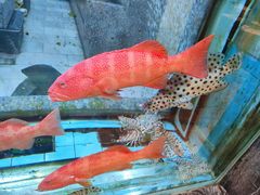 -海逸海鲜酒家(古北店)