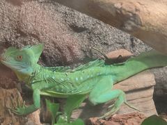 -上海大自然野生昆虫馆