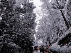 -南山植物园