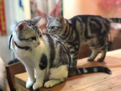-李小姐の猫咖啡馆(五角场店)