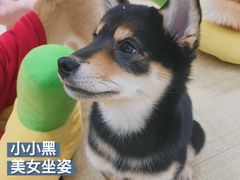 -逗柴咖啡屋·狗咖猫咖宠物桌游