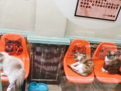 -猫咪博物馆(顶澳仔猫街店)