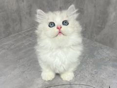 -小猫来了·猫舍(红山六九七九店)