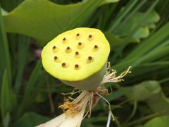 -渭南桃花源民俗文化园