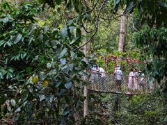 -西双版纳原始森林公园