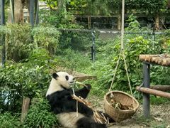 -成都动物园
