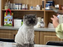 -佑安动物医院·全科·内窥镜中心(幸福巷店)