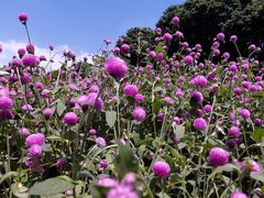 -松山湖梦幻百花洲