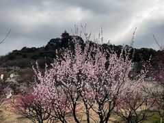 -林屋梅海青梅保护基地