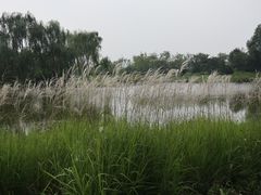 -东郊湿地公园