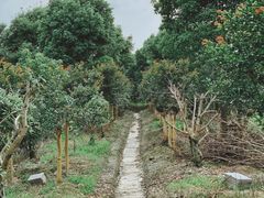 -塘栖枇杷特色园区