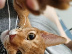 -lincat·猫舍(广州店)