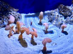 -瑞普利水族馆