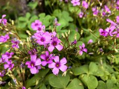 -麦盛斋糕点(北大街店)