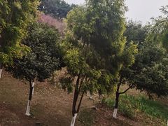 -金海湾滨江公园