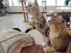 -共舞时光猫咖·狗咖(新街口店)