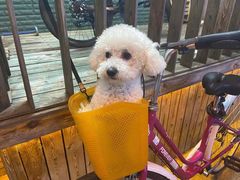 -宠爱国际动物医院· 猫科· 外科·中兽医(长白店)