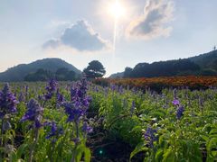 -广州市石门国家森林公园