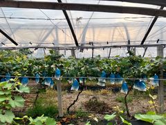 -马陆小张葡萄园农家乐