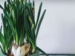 -金科花卉市场