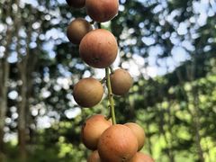 -西双版纳基诺山寨