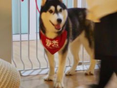 -Husky Go! 哈士奇体验馆·宠物咖啡厅狗咖